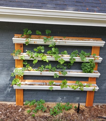 Creative gutter build used as a raised strawberry planter